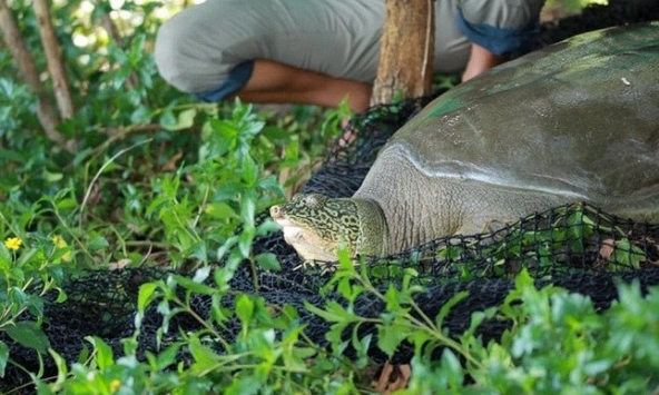 Rùa Hoàn Kiếm ở hồ Đồng Mô đã chết