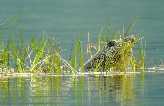 Xác cá thể rùa Hoàn Kiếm sẽ được bảo quản như thế nào?