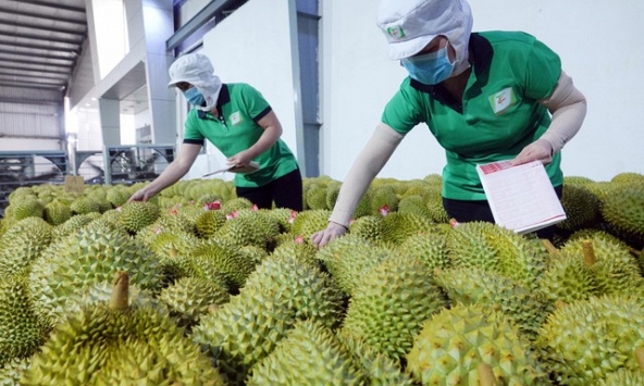 Xuất khẩu gạo và sầu riêng tăng trưởng mạnh 