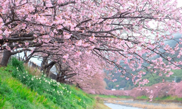 Tìm bản dịch tiếng Nhật hay nhất của 'Bèo dạt mây trôi'