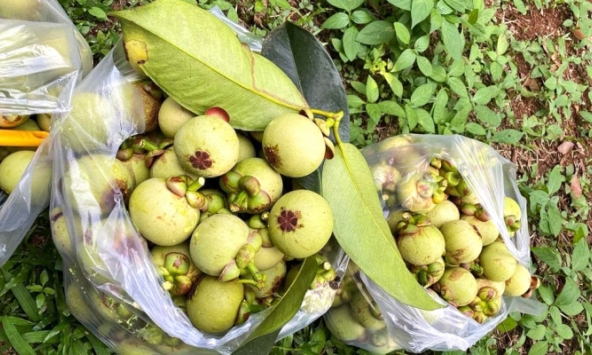 Lợi bất cập hại từ trào lưu làm gỏi với măng cụt xanh