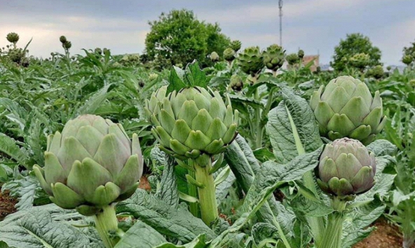 Atiso Đà Lạt nhận Kỷ lục châu Á 