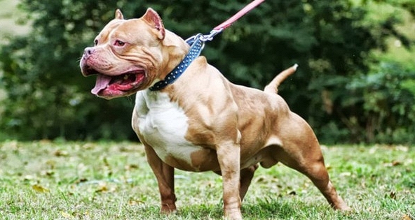 Bộ Nông nghiệp nói gì về đề xuất cấm nuôi chó dữ?