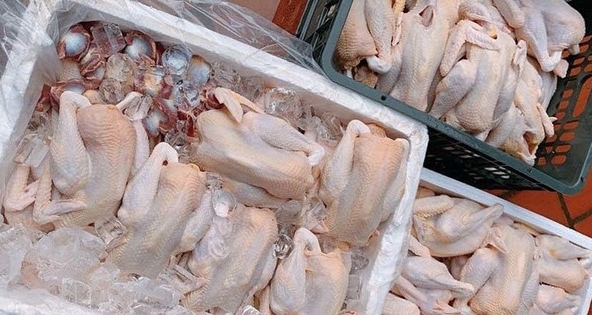 Hàng chục nghìn tấn gà thải ''tuồn'' vào Việt Nam mỗi tháng