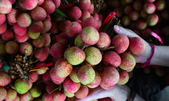 Những loại vải đắt nhất Việt Nam