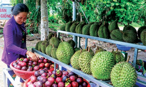 Sau 'cơn bão' măng cụt xanh, măng cụt chín rớt giá mạnh