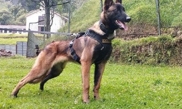 Bức vẽ xúc động của em bé được tìm thấy trong rừng Amazon về chú chó Wilson