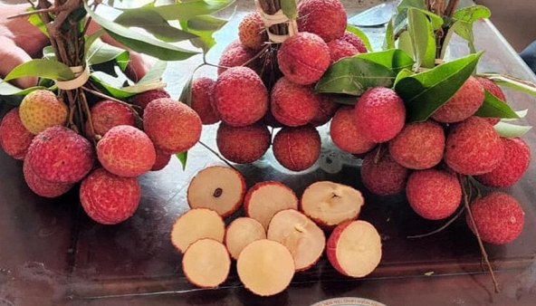 Vải không hạt trồng tại Thanh Hóa được xuất khẩu sang Nhật Bản và Vương quốc Anh