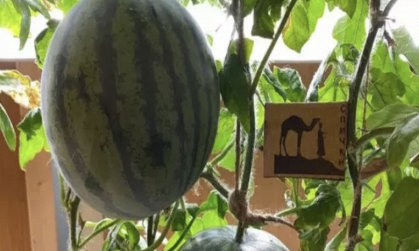 Các nhà khoa học Nga thành công trong việc trồng dưa hấu ở nơi lạnh nhất Trái Đất