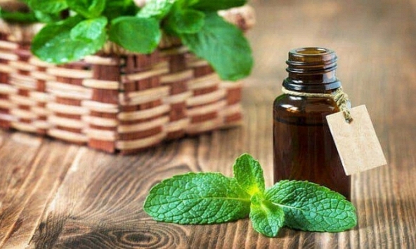 Tinh dầu bạc hà trị nhức đầu, buồn nôn nhưng khi dùng cần lưu ý