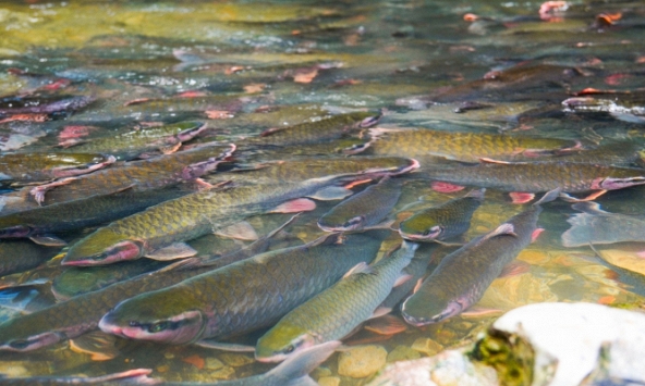 Đàn cá cả vạn con ở Thanh Hóa, vì sao không ai dám xâm phạm?