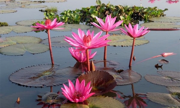 “Một chút mặt trời trong nước lạnh”