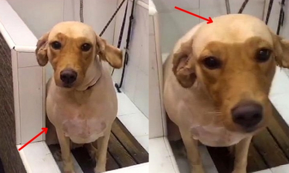 Đem chó Golden đi “tân trang nhan sắc”, 3 tiếng sau chủ dở khóc dở cười khi thấy ngoại hình của chó cưng