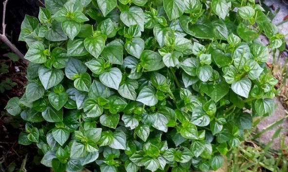 Loại rau mọc dại đầy Việt Nam, là ‘thần dược’ trị bệnh của nhiều nước trên thế giới