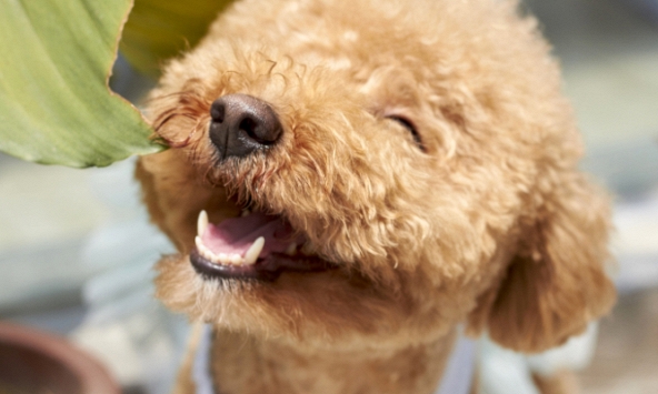 3 điều bạn nên biết khi hẹn hò với phụ nữ tuổi Tuất