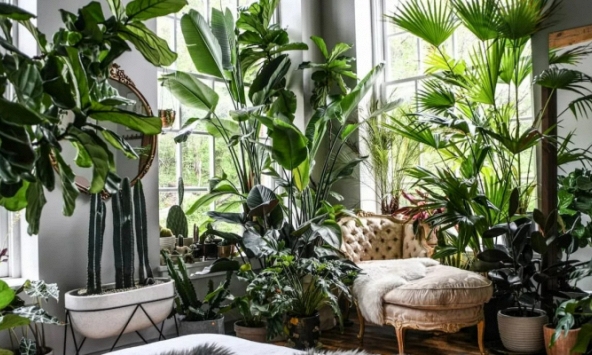 Có 3 loại cây nhà giàu chẳng bao giờ động đến, cố chấp chưng chỉ hao tài tốn của rước vận xui 