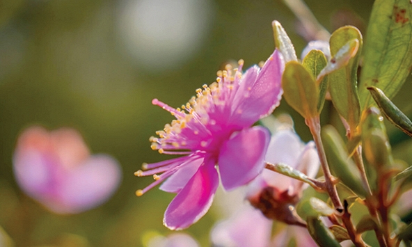 Đi qua những mùa sim