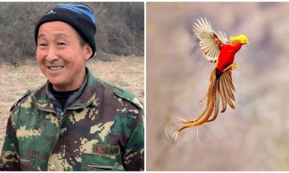 Đem “phượng hoàng vàng” về nuôi, người đàn ông vừa khoe ảnh thì chuyên gia tìm tới tận nhà