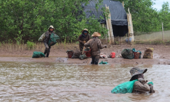 Những người phụ nữ ngâm mình dưới bùn lầy, săn sản vật ở rừng ngập mặn Ninh Bình