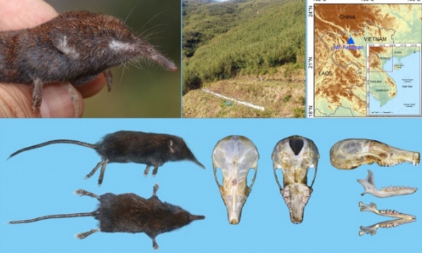 Phát hiện loài Chuột chũi vòi mới thuộc giống Uropsilus (Eulipotyphla: Talpidae) tại Tây Bắc, Việt Nam 