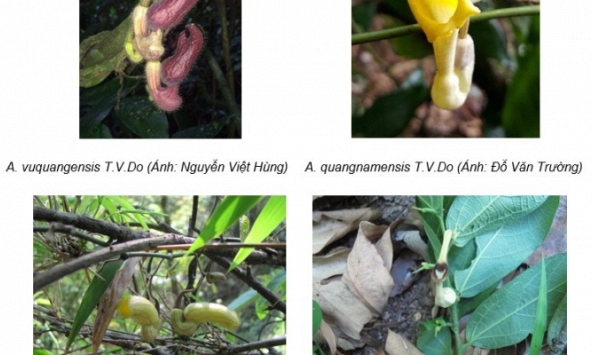 Phát hiện 4 loài Mộc hương mới tại Việt Nam