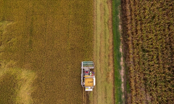 Ngủ quên trên chiến thắng, láng giềng Việt Nam trông chờ vận may khi giá gạo nhảy múa