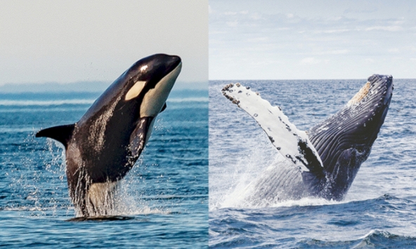 Thói quen lạ lùng của loài cá voi lưng gù: Thích 'làm anh hùng' cứu sống con mồi trong cuộc đi săn của cá voi sát thủ