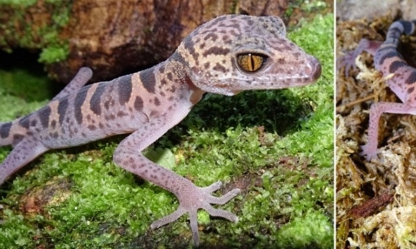 Di sản thiên nhiên thế giới Vịnh Hạ Long và quần đảo Cát Bà - ngôi nhà của loài động vật nguy cấp Thạch sùng mí 