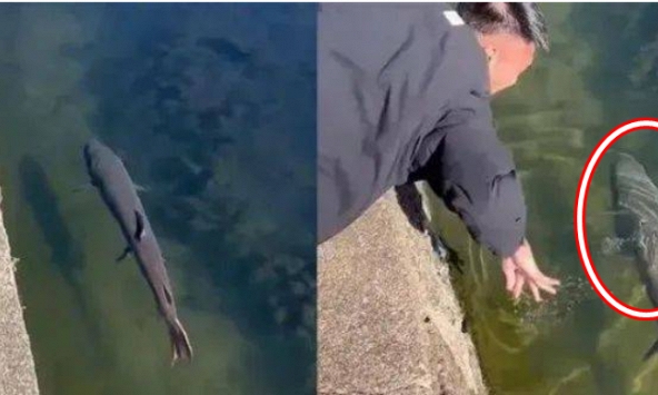 Định bắt cá lớn dưới sông thì bị cản, thanh niên nổi giận đáp trả liền bị chặn: ‘Tôi vừa cứu anh!’