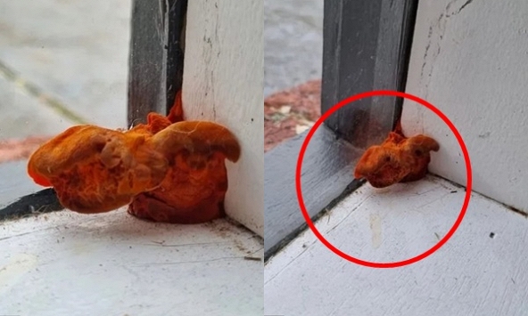 Thấy vật thể lạ trông như 'quái vật' mọc ra từ cửa sổ phòng trọ, người phụ nữ sợ hãi hỏi dân mạng rồi kinh ngạc với câu trả lời