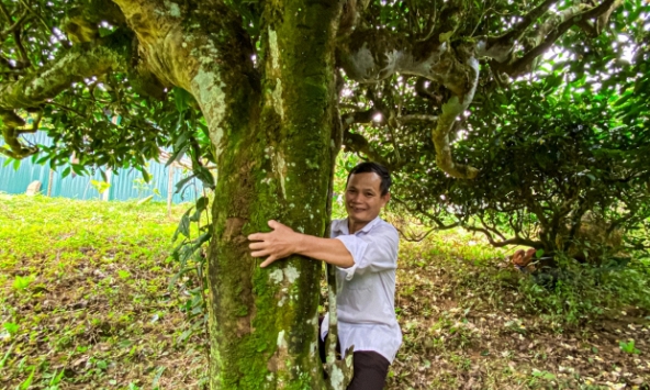 Cây chè Shan tuyết cổ thụ hơn 300 năm tuổi ở Xà Phìn từng được trả giá 400 triệu đồng