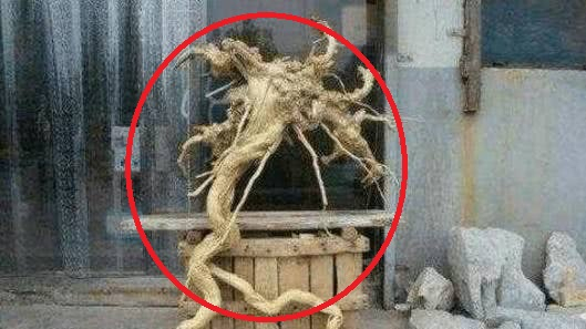 Lão nông nhặt được khúc gỗ có hình dáng kỳ lạ, con trai vừa thấy đã tái mặt gọi điện báo cảnh sát