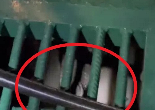 Thấy tiếng động lạ dưới cống, gia đình báo cơ quan chức năng rồi không tin nổi cảnh tượng trước mắt