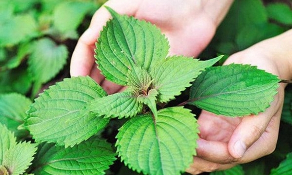Tía tô, loại rau thơm quen thuộc là vị thuốc của mọi nhà
