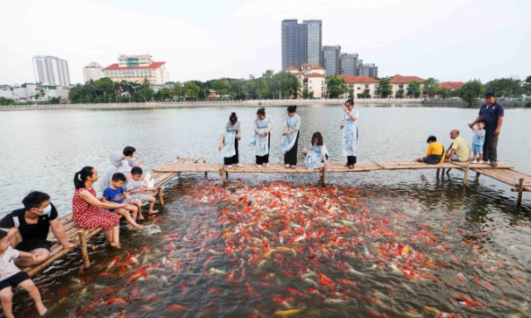 8 tấn cá koi mới thả ở cạnh hồ Tây phải 'dọn đi', lý do bất ngờ phía sau?