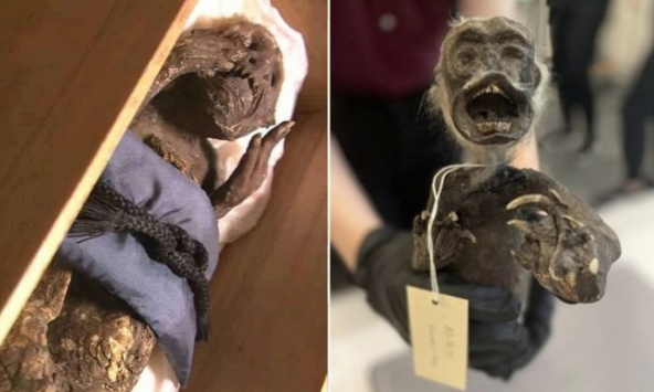 'Xác ướp nàng tiên cá' lộ ngoại hình đáng sợ sau hơn trăm năm lưu giữ, là sự 'lai tạo' của ít nhất 3 loài