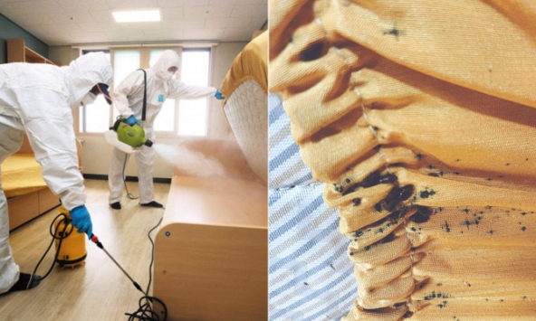 'Đại dịch hút máu' trở lại tấn công Hàn Quốc sau hơn 50 năm, thành phố Seoul khẩn cấp lùng sục hàng loạt kí túc xá, khách sạn