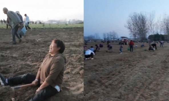 Trung Quốc: Chưa kịp thu hoạch nông sản, hàng trăm người đổ ra đồng 'cướp bóc' gây thiệt hại hơn 670 triệu đồng, chủ hộ gào khóc trong bất lực