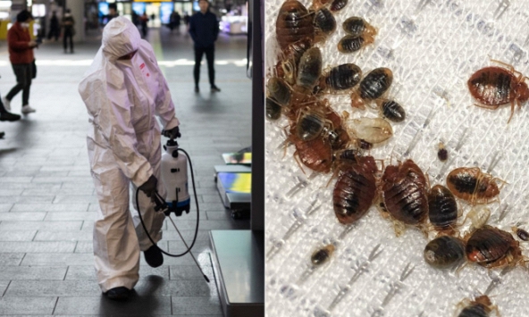 Rệp hút máu lan rộng và 'càn quét' khắp châu Á: Xuất hiện khắp nơi gây ám ảnh, thuốc diệt bán nhiều gấp 172 lần vẫn không đủ