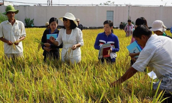 Thiết lập liên kết gen mặn trên cây lúa trong điều kiện biến đổi khí hậu