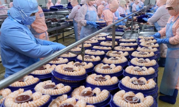 Việt Nam cung cấp tôm lớn thứ hai thế giới, xuất khẩu tới 100 quốc gia