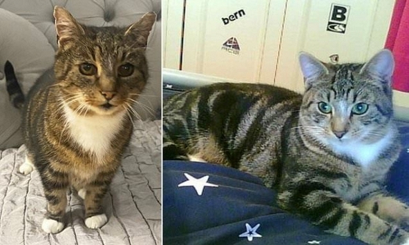 Mèo cưng mất tích khiến gia đình đau buồn khôn nguôi, 11 năm sau cú điện thoại bất ngờ đưa đến 'phép màu' kỳ diệu không thể tin nổi