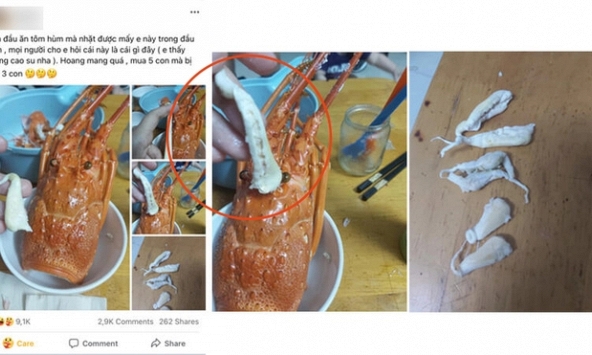 Sự thật về chuyện nhét cao su vào đầu tôm hùm, một nhầm lẫn tai hại mà không ít người mắc phải