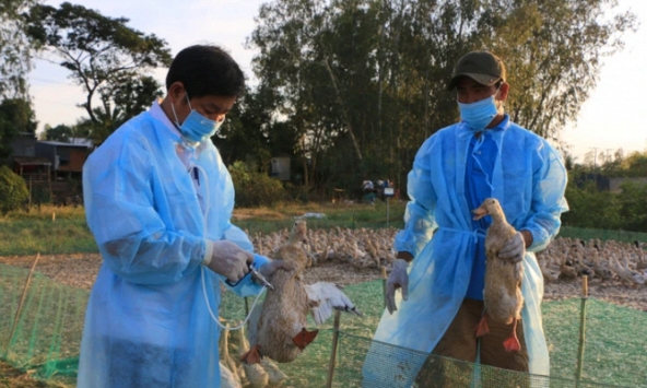 Ngăn chặn cúm gia cầm xâm nhập vào Việt Nam, lây nhiễm sang người