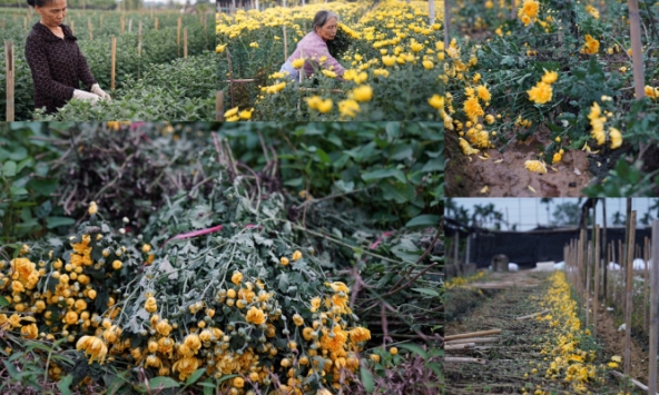 Hoa tươi giảm giá kịch đáy, mất mùa, ế khách người dân làng hoa Tây Tựu chặt bỏ trồng rau
