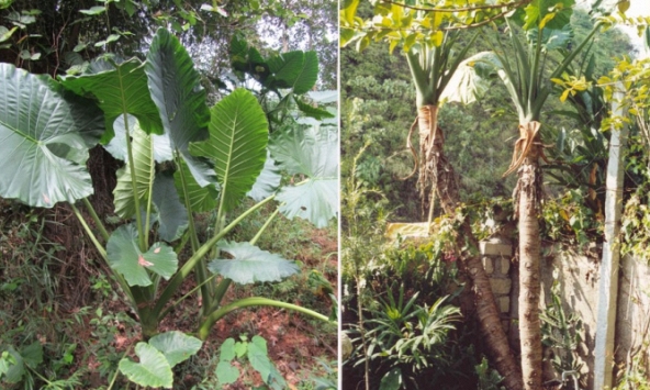 Hoạt tính có tác dụng hỗ trợ điều trị bệnh Gút của củ Ráy dại