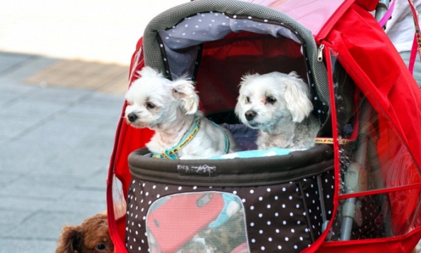 Hàn Quốc: Lần đầu tiên trong lịch sử xe đẩy thú cưng bán chạy hơn xe đẩy em bé, một loạt dấu hiệu đáng báo động đã được thấy rõ