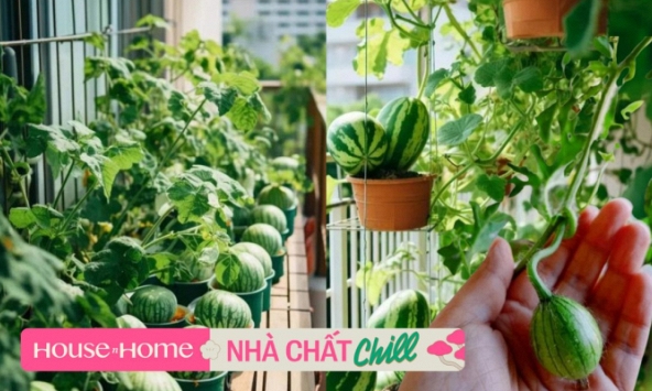 Khu vườn dưa hấu mini trên ban công ''gây bão'' MXH xứ Trung: Có đến 10 giống khác nhau, chủ nhân quanh năm tha hồ thu hoạch