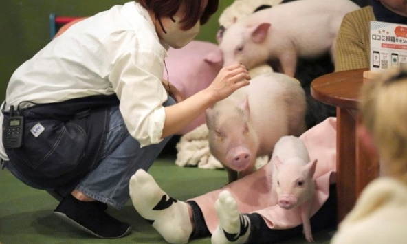 Trào lưu mới 'vô cùng sang chảnh' ở các quán cà phê thời thượng Nhật Bản: Vừa uống cà phê vừa ôm lợn, phản ứng của khách gây ngỡ ngàng