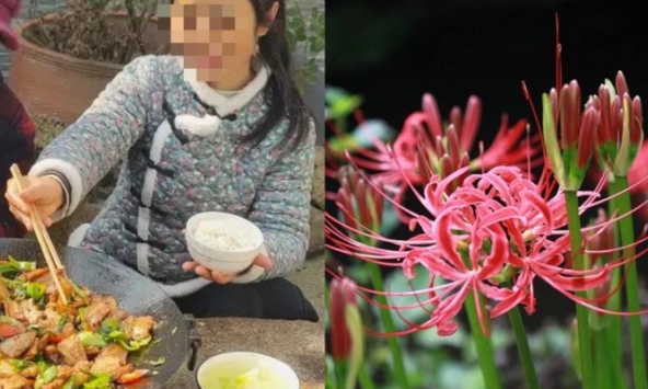 Hái rau mọc sau nhà về nấu bữa tối, hai vợ chồng trúng độc nhập viện, bác sĩ kiểm tra phát hiện 'hung thủ' chính là... bỉ ngạn